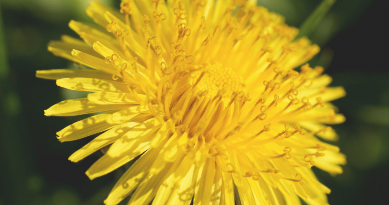 How To Make Dandelion Tincture (whole herb)