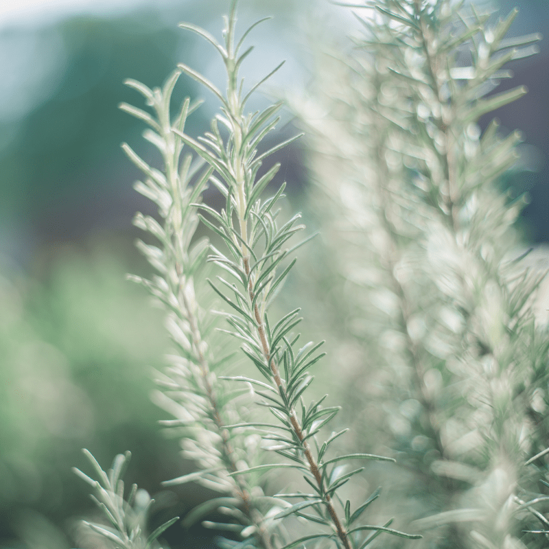 How To Make Rosemary Tincture A Natural Remedy For Headaches