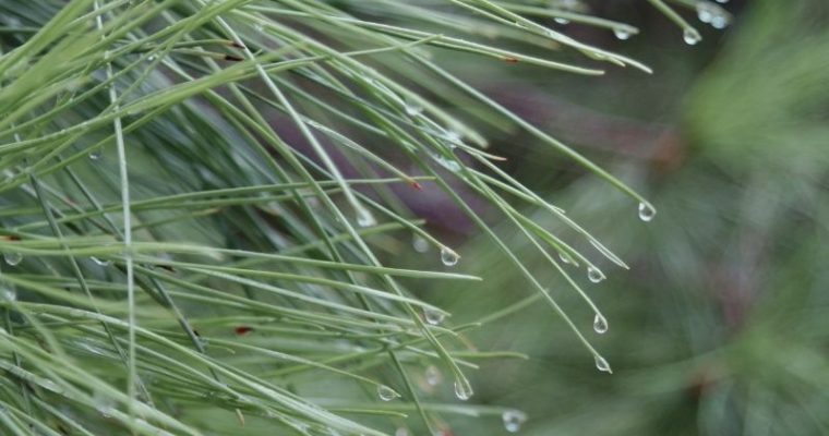 How To Make Pine Needle Tincture Using Store Bought Tea